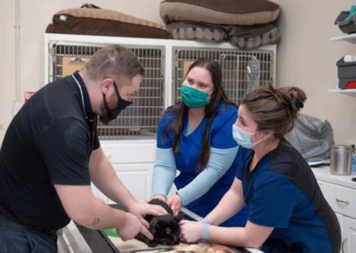 Valley Veterinary Hospital Team working