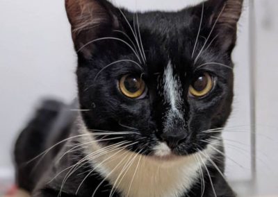 Valley Veterinary Hospital cat named Finnegan