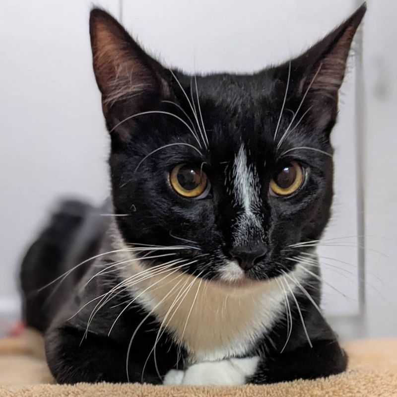 Valley Veterinary Hospital cat named Finnegan