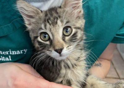 Valley Veterinary Hospital cat named Flo