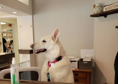 Valley Veterinary Hospital dog named Bella