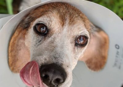 Valley Veterinary Hospital dog named Coco