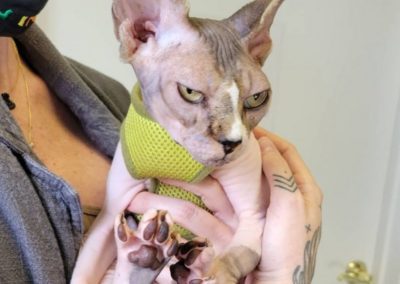 Valley Veterinary Hospital sphynx cat