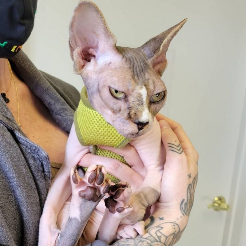 Valley Veterinary Hospital sphynx cat