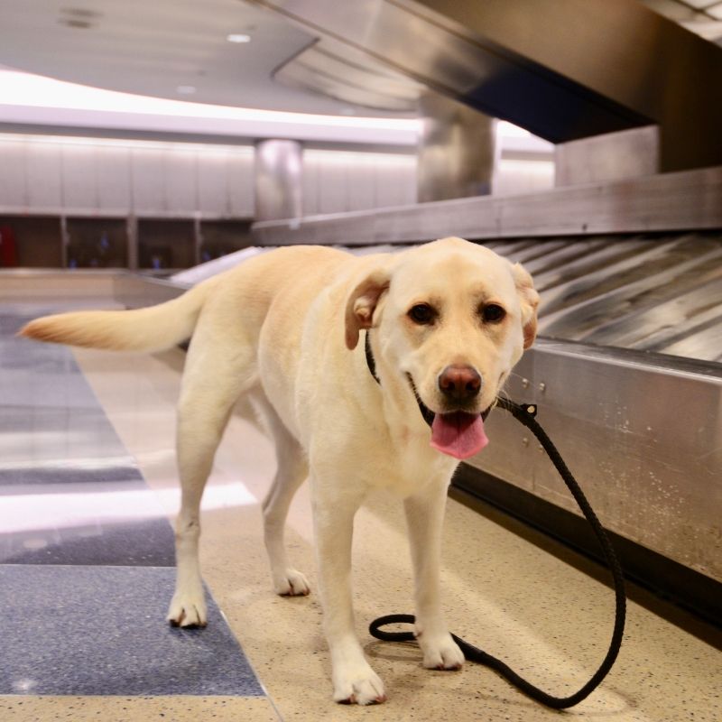 traveling dog