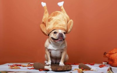 Healthy Thanksgiving Foods for Pets