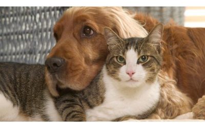 Questions and Answers About Pet Vaccines