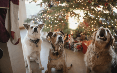 Safe, DIY Holiday Pet Toys