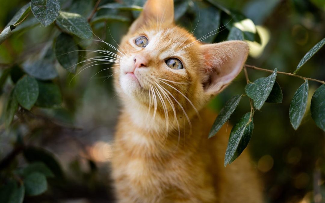 3 Reasons Why Your Cat Needs Regular Wellness Care
