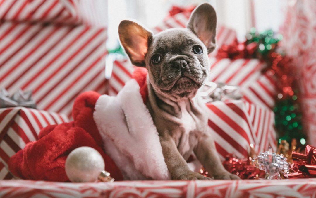 Here are Some Holiday Pet Hazards