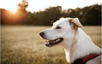 What is Dog Heartworm Disease?