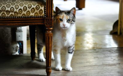Welcome a New Cat into Your Home: The Ultimate Guide
