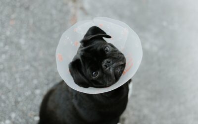 Strategies for Supporting Pet Recovery Post-Surgery: A Guide for Pet Owners