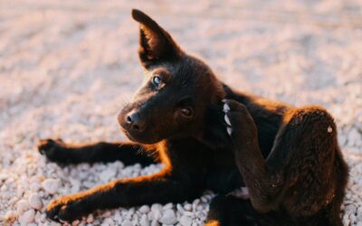 Spring Parasite Protection: Essential Tips for Pet Owners
